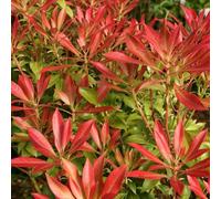 Forest Flame Lily Of The Valley Outdoor Shrub Plant Pieris 2L Pot Plant Theory Green One Size
