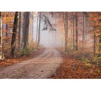 Forest path-Adult 1000-Piece Classic Puzzle Sets for Family Educational Games 14 years+