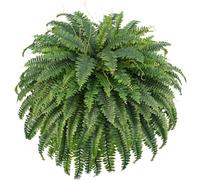 FOREST PRINCE Artificial Fern Plant Large for Outdoor, 52In Boston Fake Shrubs Ferns Faux Greenery Plants for Decoraction Garden Home Window Outside Decor (98 Fronds)