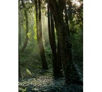 Forest Sunlight Notebook Journal - A4 Lined Notebook, 100 Pages, Cream Paper - Nature Woodland Cover, Writing Journal for School, Work, or Personal Use