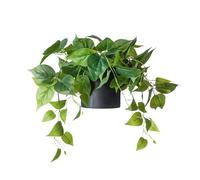 FOREVER LEAF Artificial Pothos Plant, Small, Black Pot, Minimalist Style, 1 Count, Weather Resistant, Ideal for Home Decor, Office, Living Room, Guest Bedroom, Bathroom, Outdoor