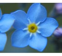 Forget-Me-Not 30ml Dosage Flower Essence Prepared from FES Stock essences