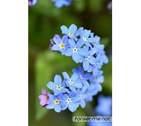 Forget Me Not: A Journal to Funny Diary, Collect Quotes, Memories, and Stories | size 6x9 100 pages, Gift for Co-worker Retiring Teacher, Nurse, Army Officer Gifts