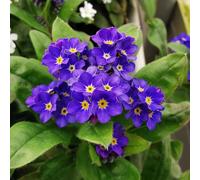 Forget Me Not 'Compindi'. 7cm Plant x 3. Myosotis, dark blue flowering winter bedding. Bedwen Plants Online Garden Centre