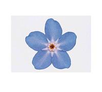 'Forget-Me-Not Flower' Temporary Tattoo - Water Resistant, Skin-Safe, Non-Toxic Transfer (TO00029463)