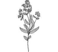 'Forget Me Not' Rubber Stamp - Unmounted Design for Crafting & Scrapbooking, A7 (RS00013736)