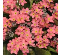 Forget Me Not 'Sylvia Rose'. 7cm Plant x 3. Myosotis, pink flowering winter bedding. Bedwen Plants Online Garden Centre