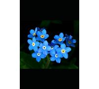 Forget Me Nots: A story of devotion, hope, and the power of creating a family against all odds.