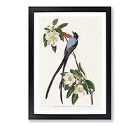Fork-Tailed Flycatcher Bird by John James Audubon Framed Print | A2 Black Framed Wall Art | Ready to Hang | Modern Nature Picture | Living Room Bedroom Lounge Office