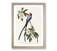 Fork-Tailed Flycatcher Bird by John James Audubon Framed Print | A2 Oak Framed Wall Art | Ready to Hang | Modern Nature Picture | Living Room Bedroom Lounge Office