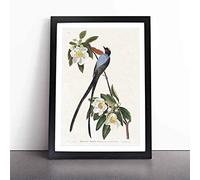 Fork-tailed Flycatcher Bird by John James Audubon Framed Wall Art Picture Print - Canvas Painting - Modern Home Décor Poster - Ready to Hang for Living Room Bedroom Kitchen - Black A3 (36 x 48 cm)