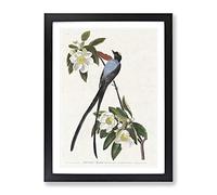 Fork Tailed Flycatcher Bird By John James Audubon Vintage Framed Print | A3 Black Framed Wall Art | Ready to Hang | Classic Nature Picture | Living Room Bedroom Lounge Office