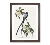 Fork Tailed Flycatcher Bird By John James Audubon Vintage Framed Print | A4 Walnut Framed Wall Art | Ready to Hang | Classic Nature Picture | Living Room Bedroom Lounge Office