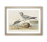 Fork Tailed Gull By John James Audubon Vintage Framed Print | A2 Oak Framed Wall Art | Ready to Hang | Classic Animal Picture | Living Room Bedroom Lounge Office