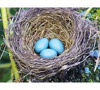 Form and Function: Bird Nests and Eggs