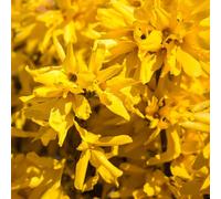 Forsythia Lynwoods Gold Shrubs Bush 3-4ft Plant Supplied in a 3 Litre Pot Direct Plants Green One Size