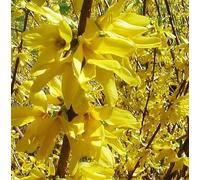 Forsythia Lynwoods Gold Shrubs Pack of 3 Bushes 3-4ft Plants Supplied in 3 Litre Pots Direct Plants Green One Size