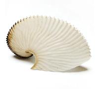 FOSANGNANTU Sea Shells Vase Filler,1Pcs 12-13cm Natural Paper Nautilus Shells,Seashell Octopus Conch Specimens Coral Collection Wall Decor