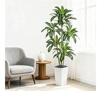 FOSHOI Artificial Dracaena Plants Indoor, 6FT Faux Tree with White Planter | Large Artificial Floor Plant in Pot | Realistic 5-Trunk Design | Silk Plant Perfect for Living Room, Office & Home Decor