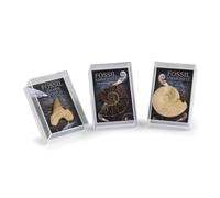 Fossil Gift Set - Ammonite, Cut & Polished Ammonite & Shark Tooth with Study of Fossils Booklet