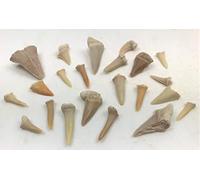 Fossil Shark Teeth - 50 or 100 Teeth - Eocene Period - Fossilised (UK Seller, Craft and Design UK) (100)