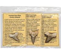 Fossil Sharks Teeth - 3 Authentic Fossilized Sharks Teeth, Each with It's Own Bag and Info Card