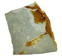 Fossil Stone, Faux Fish Fossils Real Rock Chinese Wolffin Fish Fossil Fish Specimen Stone Ornaments for Basic Paleontology Biological Science Education Supply (Stand Not Included)