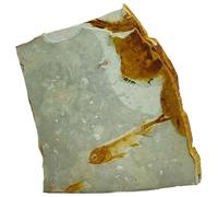 Fossil Stone Faux Fish Fossils Real Rock Chinese Wolffin Fish Fossil Specimen Stone Ornaments for Basic Paleontology Biological Science Education Supply (Stand Not Included)