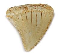 Fossilized Teeth and Claws of Various Prehistoric Dinosaurs, Megalodon Shark Teeth, and High-Fidelity Replicas (Megalodon Shark Tooth)