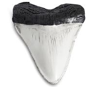 Fossilized Teeth and Claws of Various Prehistoric Dinosaurs, Megalodon Shark Teeth, and High-Fidelity Replicas (Megalodon Shark Tooth,)