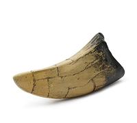 Fossilized Teeth and Claws of Various Prehistoric Dinosaurs, Megalodon Shark Teeth, and High-Fidelity Replicas (Tyrannosaurus Rex Tooth)