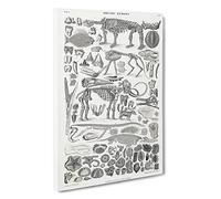 Fossils & Skeletons LXV by Oliver Goldsmith Canvas Print | Gallery Wrapped 30mm Frame Wall Art | 30x20 inches | Ready to Hang | Modern Picture | Living Room Bedroom Lounge Office