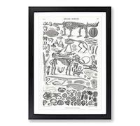 Fossils & Skeletons LXV by Oliver Goldsmith Framed Print | A2 Black Framed Wall Art | Ready to Hang | Modern Nature Picture | Living Room Bedroom Lounge Office