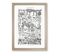 Fossils & Skeletons LXV by Oliver Goldsmith Framed Print | A2 Oak Framed Wall Art | Ready to Hang | Modern Nature Picture | Living Room Bedroom Lounge Office