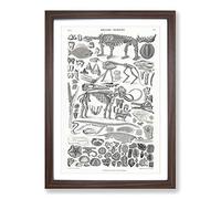 Fossils & Skeletons LXV by Oliver Goldsmith Framed Print | A2 Walnut Framed Wall Art | Ready to Hang | Modern Nature Picture | Living Room Bedroom Lounge Office