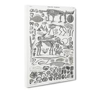 Fossils & Skeletons Lxv By Oliver Goldsmith Vintage Canvas Wall Art Print Ready to Hang, Framed Picture for Living Room Bedroom Home Office Décor, 30x20 Inch (76x50 cm)