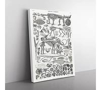 Fossils & Skeletons Lxv By Oliver Goldsmith Vintage Canvas Wall Art Print Ready to Hang, Framed Picture for Living Room Bedroom Home Office Décor, 76x50 cm (30x20 Inch)