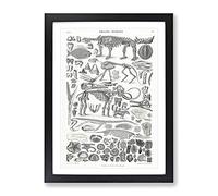 Fossils & Skeletons Lxv By Oliver Goldsmith Vintage Framed Print | A3 Black Framed Wall Art | Ready to Hang | Classic Nature Picture | Living Room Bedroom Lounge Office