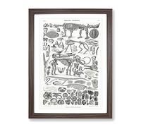 Fossils & Skeletons Lxv By Oliver Goldsmith Vintage Framed Print | A3 Walnut Framed Wall Art | Ready to Hang | Classic Nature Picture | Living Room Bedroom Lounge Office