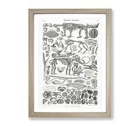 Fossils & Skeletons Lxv By Oliver Goldsmith Vintage Framed Wall Art Print, Ready to Hang Picture for Living Room Bedroom Home Office Décor, Oak A2 (64 x 46 cm)