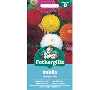 Fothergill's Dahlia Pompon Mixed Flower Seeds, 50 Seeds, Sow: Feb-Apr