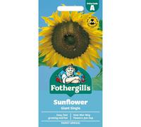 Fothergill's Sunflower Giant Single Flower Seeds, 75 Seeds, Helianthus Annuus, Yellow