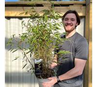 Fountain Bamboo | Fargesia Rufa (90cm)