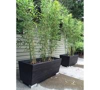 Fountain dwarf Bamboo Green Panda Fargesia rufa 100 cm tall in 5L Pot