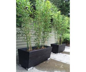 Fountain dwarf Bamboo Green Panda Fargesia rufa 100 cm tall in 5L Pot