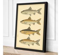 Four Fish Studies Vintage Canvas Wall Art Print 24x16 Inch (61 x 41 cm)