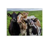 Four funny cows looking at the camera，1000 Piece Paper Puzzle for An Unforgettable Family Activity - Suitable for All Ages（38x26cm）-A3