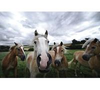 Four horses-1000-Piece Wooden Puzzle Game: Brain-Challenging Family Entertainment Toy (14 years+)