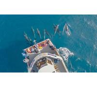 Four-Hour Bay and Exploration and Dolphin Cruise for One Child