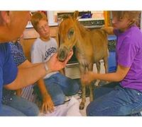 Four Legged Friends